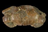 Pliocene Crab (Galene) Fossil - Cape York Peninsula, Australia #143168-1